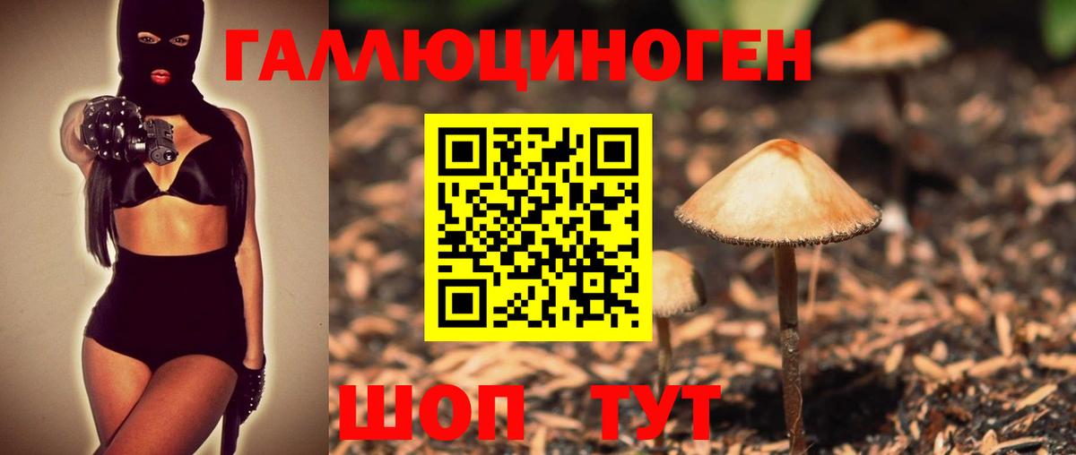 Галлюциногенные грибы Psilocybe Ачинск